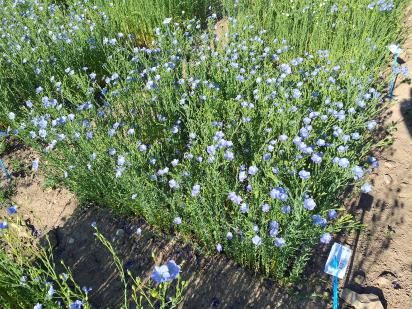 Click for 1 image(s) for this accession.